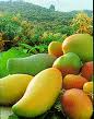 Asociacion de Productores Piura, OTRAS SERVICIOS, MANGO,LIMON,TAMARINDOS,MARACUYA,MELON,SANDILLA,PAPAYA,ESPARRRAGOS,ETC, anuncia gratis, anuncios clasificados Perú, clasificados Lima, clasificados Arequipa, crea anuncios gratis, directorio empresarial Perú, empresas peruanas SUNAT, RUC empresas Perú, negocios Perú, Pyme Remype, registro gratis empresas, consulta RUC SUNAT, empresas online Perú, marketing digital Perú, publicidad online Perú, anuncia en línea Perú, redes sociales Perú, empresas innovadoras Perú, hoteles Lima, hoteles Arequipa, restaurantes Perú, bolsa de trabajo Perú, empresas de seguridad Perú, tipo de cambio dólar Perú